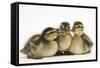 Three Mallard (Anas Platyrhynchos) Ducklings, 1 Week Old, Captive-Mark Taylor-Framed Stretched Canvas