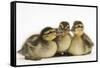 Three Mallard (Anas Platyrhynchos) Ducklings, 1 Week Old, Captive-Mark Taylor-Framed Stretched Canvas