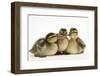 Three Mallard (Anas Platyrhynchos) Ducklings, 1 Week Old, Captive-Mark Taylor-Framed Photographic Print