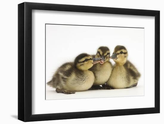 Three Mallard (Anas Platyrhynchos) Ducklings, 1 Week Old, Captive-Mark Taylor-Framed Photographic Print