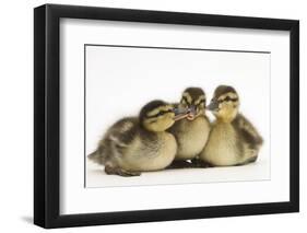 Three Mallard (Anas Platyrhynchos) Ducklings, 1 Week Old, Captive-Mark Taylor-Framed Photographic Print