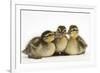 Three Mallard (Anas Platyrhynchos) Ducklings, 1 Week Old, Captive-Mark Taylor-Framed Photographic Print