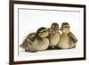 Three Mallard (Anas Platyrhynchos) Ducklings, 1 Week Old, Captive-Mark Taylor-Framed Photographic Print