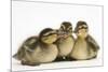 Three Mallard (Anas Platyrhynchos) Ducklings, 1 Week Old, Captive-Mark Taylor-Mounted Photographic Print