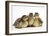 Three Mallard (Anas Platyrhynchos) Ducklings, 1 Week Old, Captive-Mark Taylor-Framed Photographic Print
