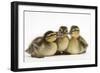 Three Mallard (Anas Platyrhynchos) Ducklings, 1 Week Old, Captive-Mark Taylor-Framed Photographic Print