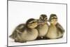 Three Mallard (Anas Platyrhynchos) Ducklings, 1 Week Old, Captive-Mark Taylor-Mounted Photographic Print