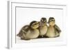 Three Mallard (Anas Platyrhynchos) Ducklings, 1 Week Old, Captive-Mark Taylor-Framed Photographic Print