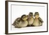 Three Mallard (Anas Platyrhynchos) Ducklings, 1 Week Old, Captive-Mark Taylor-Framed Photographic Print