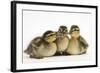 Three Mallard (Anas Platyrhynchos) Ducklings, 1 Week Old, Captive-Mark Taylor-Framed Photographic Print