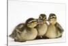 Three Mallard (Anas Platyrhynchos) Ducklings, 1 Week Old, Captive-Mark Taylor-Stretched Canvas