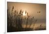 Three Mallard Ducks-Adrian Campfield-Framed Photographic Print