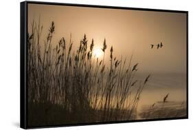 Three Mallard Ducks-Adrian Campfield-Framed Stretched Canvas