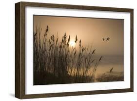 Three Mallard Ducks-Adrian Campfield-Framed Photographic Print