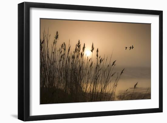 Three Mallard Ducks-Adrian Campfield-Framed Photographic Print