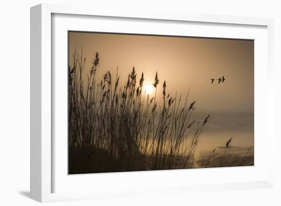 Three Mallard Ducks-Adrian Campfield-Framed Photographic Print