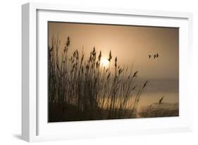 Three Mallard Ducks-Adrian Campfield-Framed Photographic Print