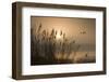 Three Mallard Ducks-Adrian Campfield-Framed Photographic Print