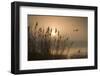 Three Mallard Ducks-Adrian Campfield-Framed Photographic Print