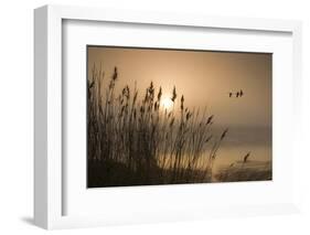 Three Mallard Ducks-Adrian Campfield-Framed Photographic Print