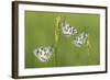 Three Marbled White Butterflies (Melanargia Galathea) Resting On Reeds, Devon, UK, July-Ross Hoddinott-Framed Photographic Print