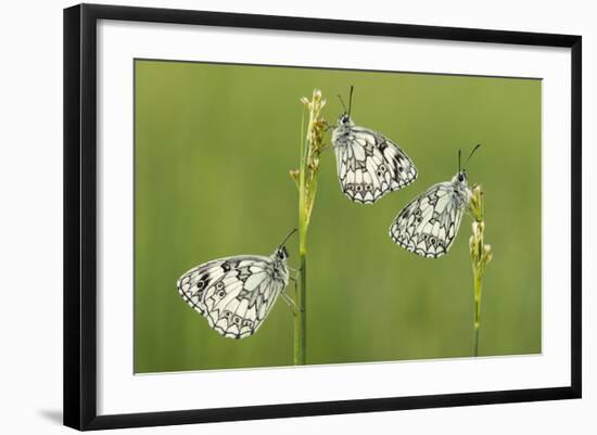 Three Marbled White Butterflies (Melanargia Galathea) Resting On Reeds, Devon, UK, July-Ross Hoddinott-Framed Photographic Print
