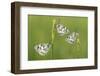 Three Marbled White Butterflies (Melanargia Galathea) Resting On Reeds, Devon, UK, July-Ross Hoddinott-Framed Photographic Print