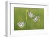 Three Marbled White Butterflies (Melanargia Galathea) Resting On Reeds, Devon, UK, July-Ross Hoddinott-Framed Photographic Print