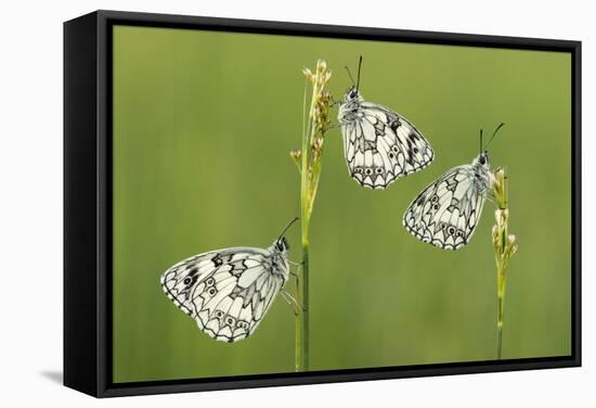 Three Marbled White Butterflies (Melanargia Galathea) Resting On Reeds, Devon, UK, July-Ross Hoddinott-Framed Stretched Canvas