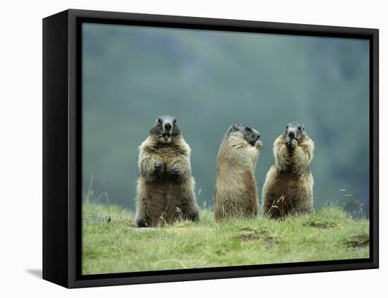 Three Marmots-null-Framed Stretched Canvas