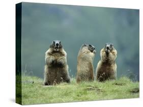 Three Marmots-null-Stretched Canvas