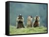 Three Marmots-null-Framed Stretched Canvas