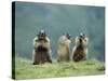 Three Marmots-null-Stretched Canvas