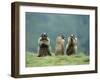 Three Marmots-null-Framed Photo