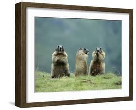 Three Marmots-null-Framed Photo