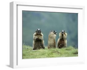 Three Marmots-null-Framed Photo