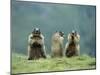Three Marmots-null-Mounted Photo