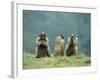 Three Marmots-null-Framed Photo