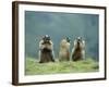 Three Marmots-null-Framed Photo