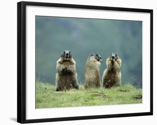 Three Marmots-null-Framed Photo