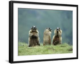 Three Marmots-null-Framed Photo