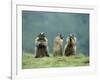 Three Marmots-null-Framed Photo