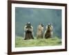 Three Marmots-null-Framed Photo