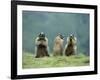 Three Marmots-null-Framed Photo