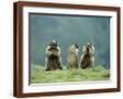 Brown Frame