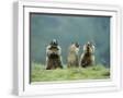 White Frame