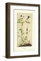 Three Medicinal Herbs: Pansy, Brunella, Anagallis-Albrecht Dürer-Framed Collectable Print