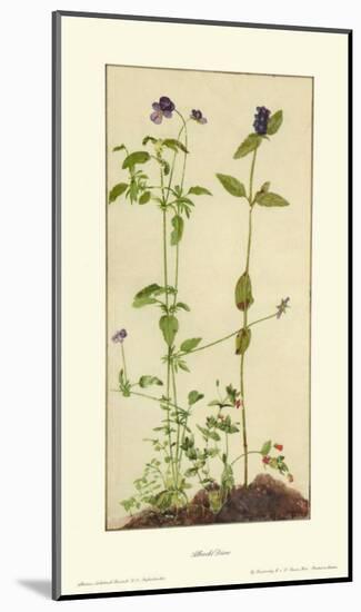 Three Medicinal Herbs: Pansy, Brunella, Anagallis-Albrecht Dürer-Mounted Collectable Print