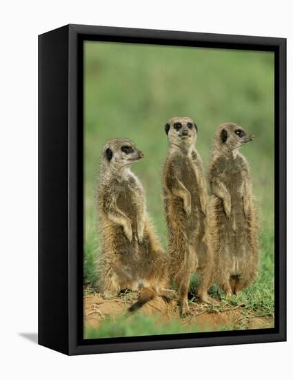 Three Meerkats (Suricates), Suricata Suricatta, Addo National Park, South Africa, Africa-Ann & Steve Toon-Framed Stretched Canvas