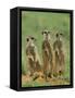 Three Meerkats (Suricates), Suricata Suricatta, Addo National Park, South Africa, Africa-Ann & Steve Toon-Framed Stretched Canvas